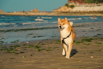 42966