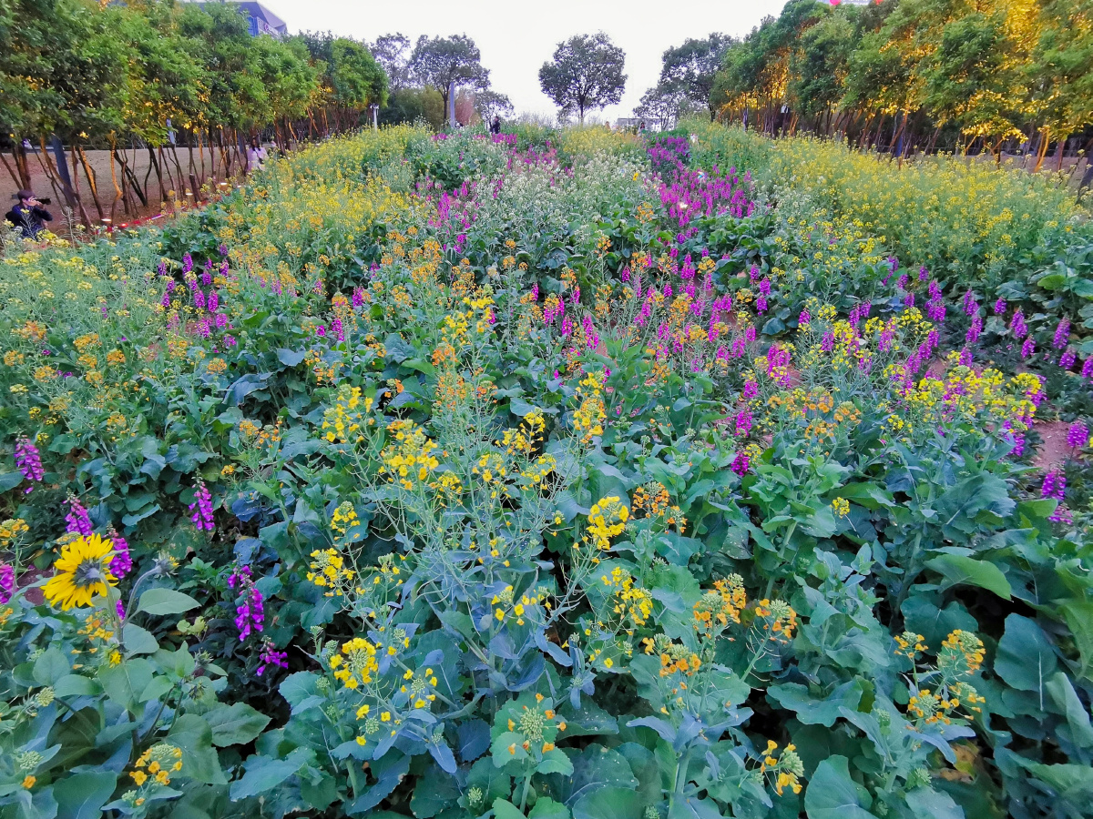 城市掠影深圳市民广场五彩油菜花海