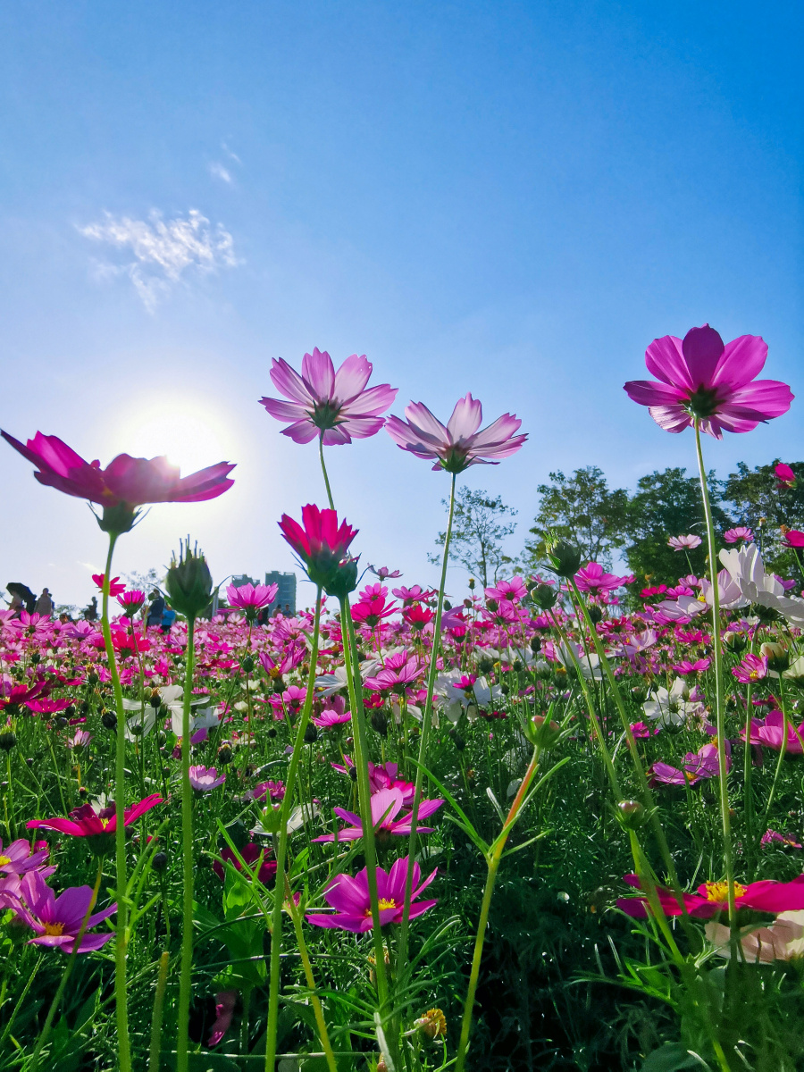深圳香蜜公园格桑花开