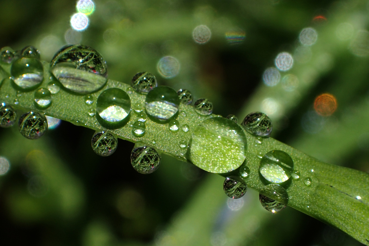 绿色叶子上晶莹剔透的小水珠