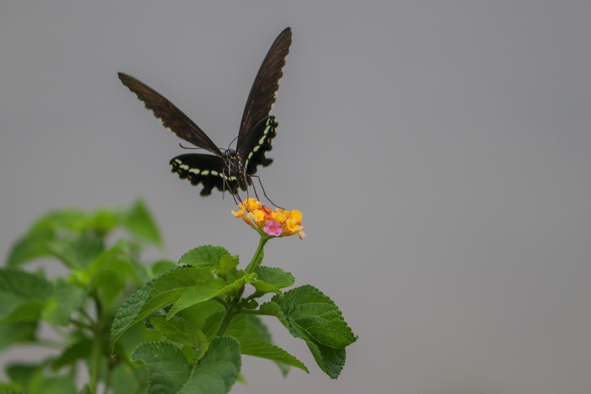 蝴蝶为花醉花却随风飞花舞花落泪花哭花瓣飞花开为谁谢花谢为谁悲