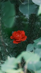 0CC0DF09-A37E-45AD-86D1-075C000D7696/L0/001