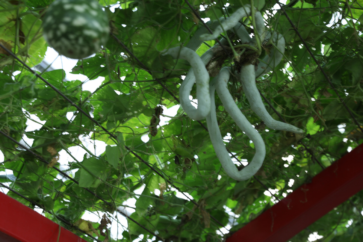 令人毛骨悚然的蔬菜-蛇瓜