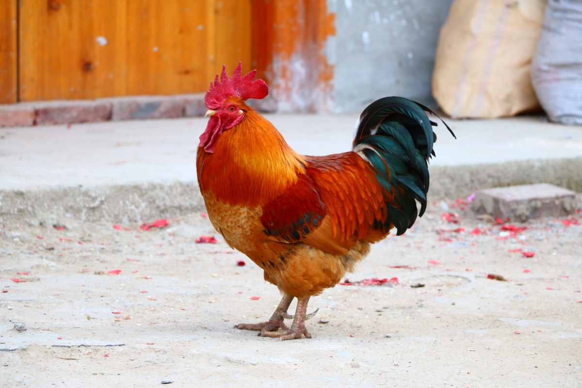 农村三霸之一,大公鸡 - 一眼仙