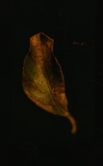 Optional("A4CA1646-4F5C-4E20-89A2-3D09D87D0160/L0/001")
