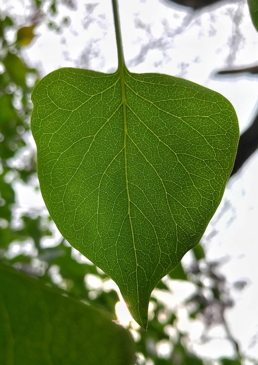 夏日的手机壁纸必须生机勃勃