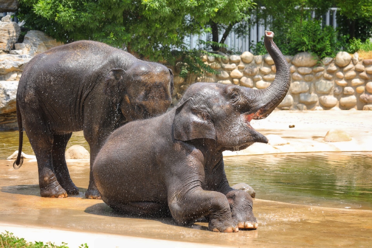 北京大兴野生动物园大象洗澡