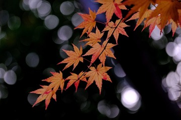 6A3C7E18-42C6-4201-8BCE-CF73A9D63164/L0/001