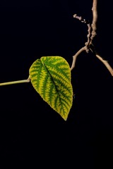 0FE5D0CF-6A36-4555-BFAF-613D5E4F23DC/L0/001