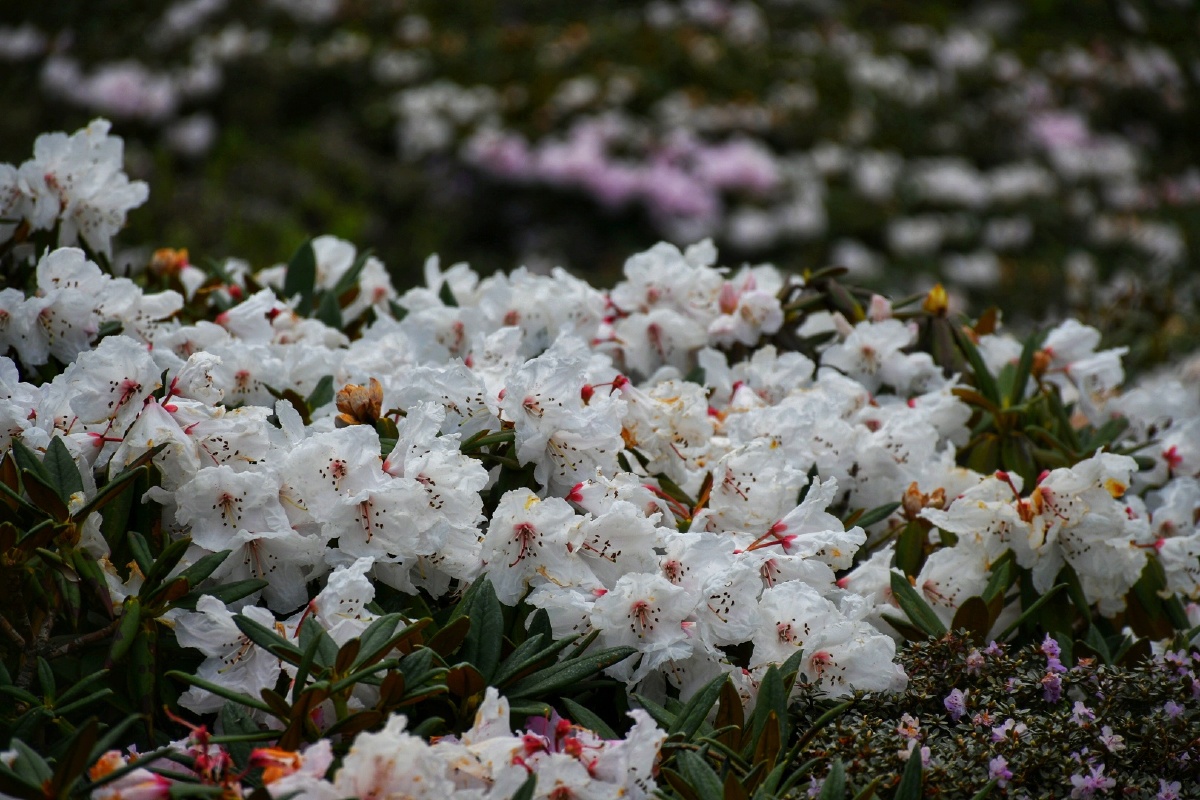玉龙雪山山脉海拔4600米的高原杜鹃