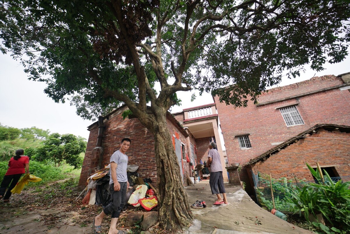 前人栽树果累累，后裔乘凉乐载载。佛山高明麦屋村过百年的老荔枝树曾几何时过百棵，现在余下不足三十棵。村落在城市化只余下老人与狗……难得丰收时候也是几个中年人回来采摘…