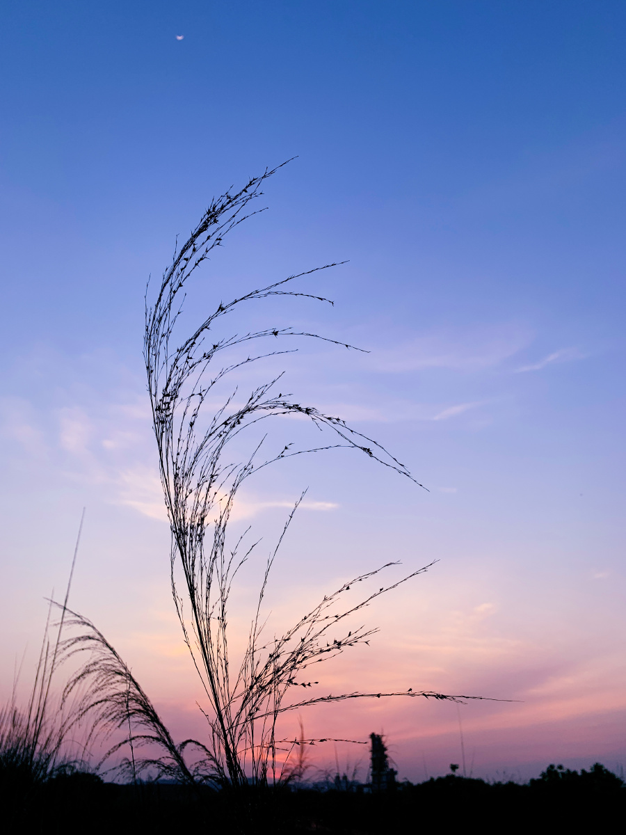 傍晚的芦苇一种不知名的植物