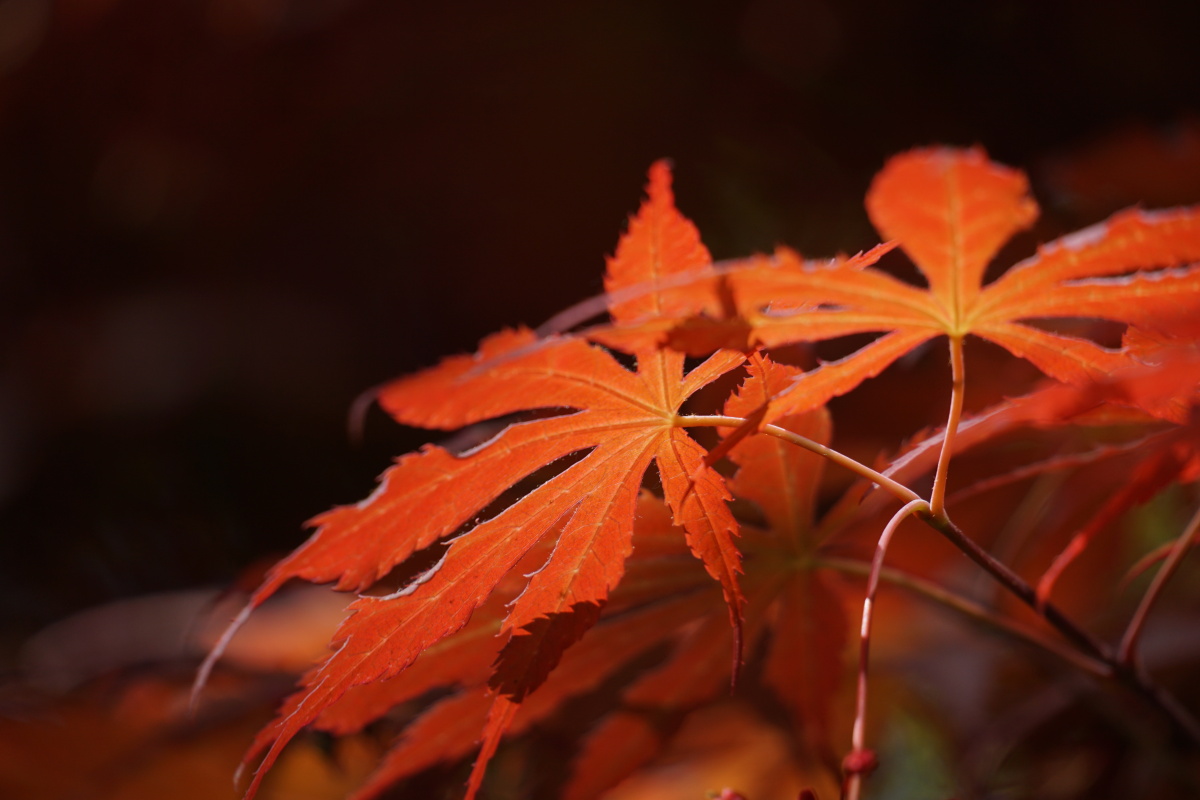院子里的日本红枫