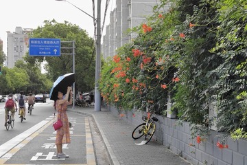 街头凌霄花开