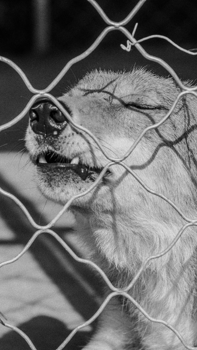 那些被扼杀的野性,失去了自由失去了天性失去了活着的意义