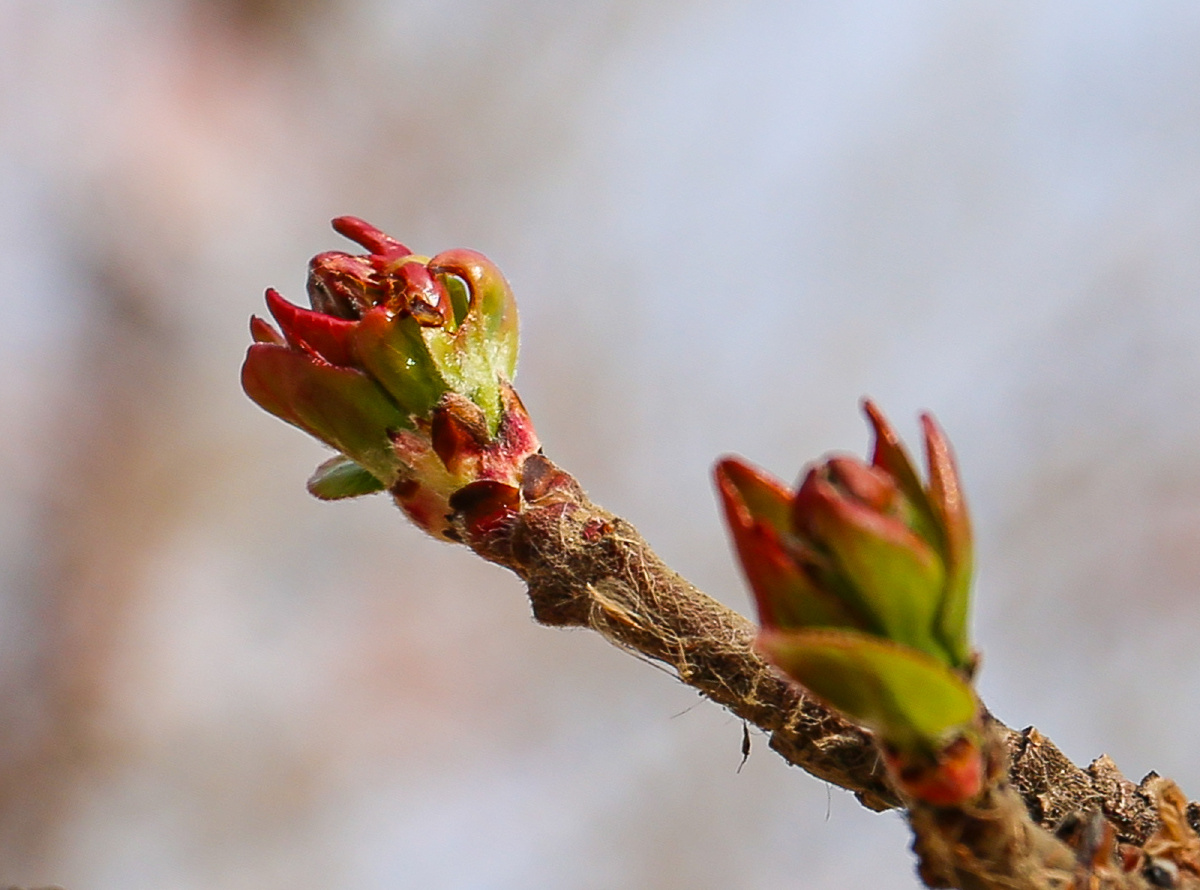 椿树,萌芽,枝条,枝芽 - 四海为家123 - 图虫