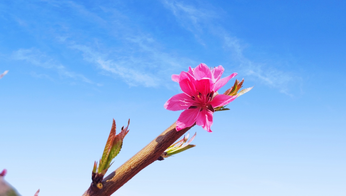 蓝天下的桃花