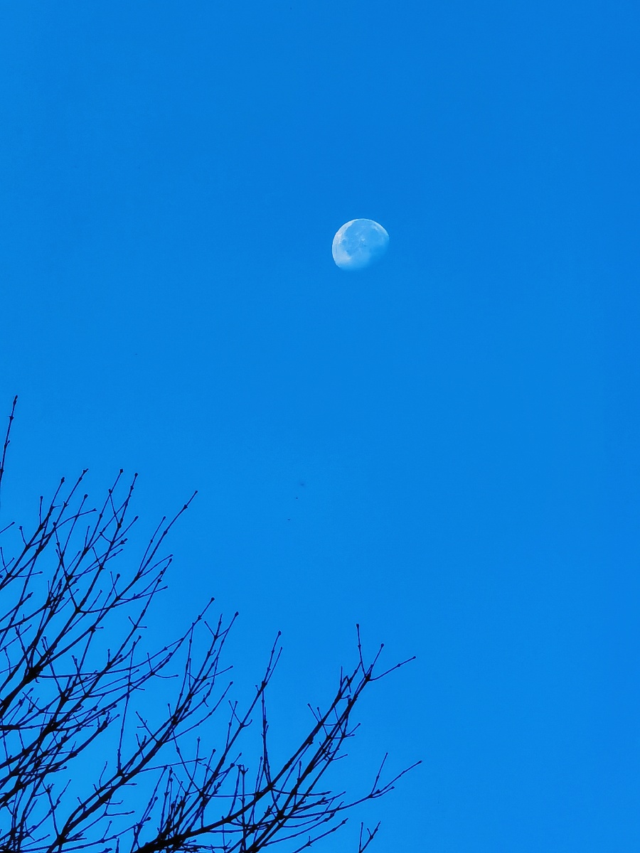 清晨的月亮月亮枝头高高挂