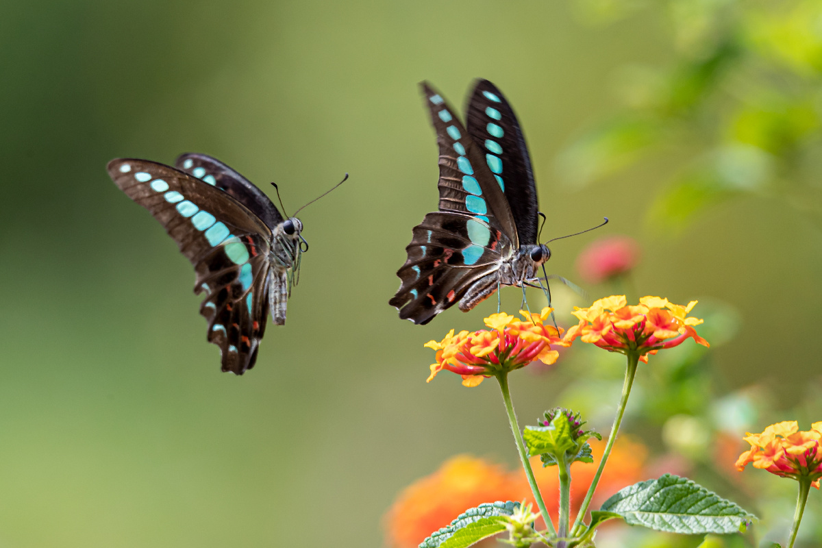 初秋时节南京中山植物园北园双蝶恋花