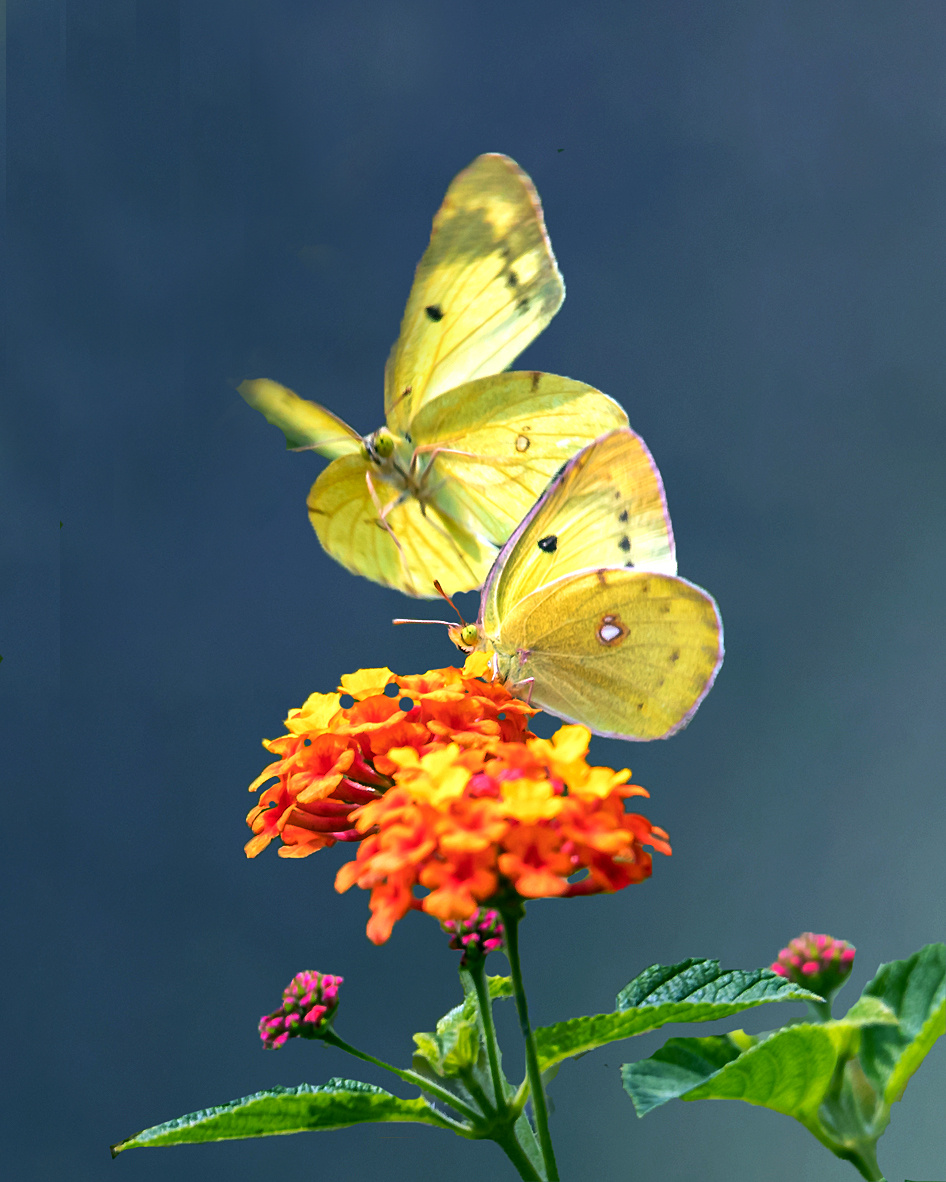 初秋时节南京中山植物园北园双蝶恋花