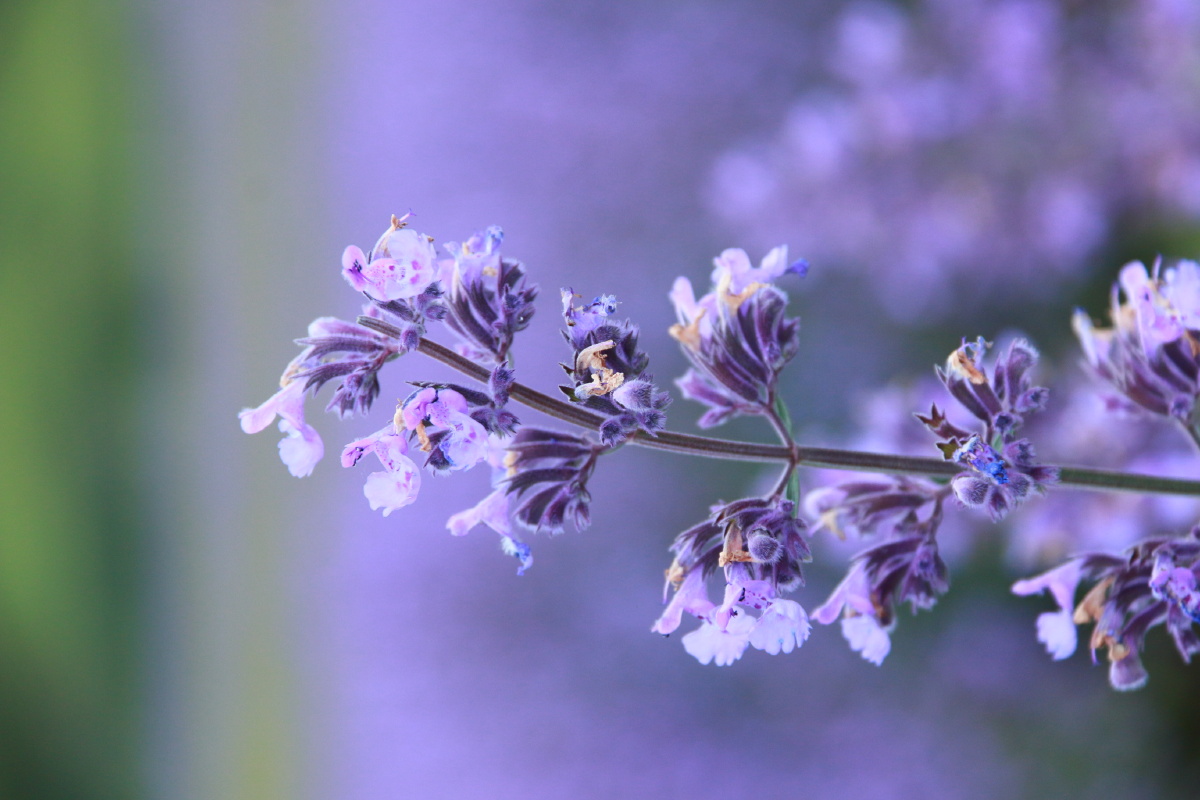 蓝桉树下 - 图虫
