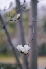 2F6DF9CE-B73A-4DC4-8A8E-5E73F4CA84CA/L0/001