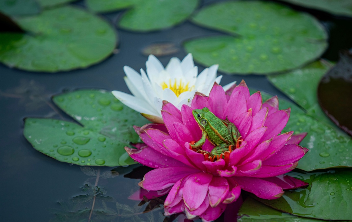 青蛙小鸭子08雨中赏花人这就是水上公园荷花塘