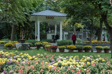 菊展一偶