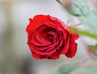 IMG_7436-1