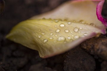 IMG_7443-1