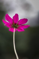 IMG_6192-1