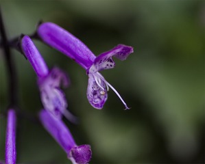 IMG_8672-1