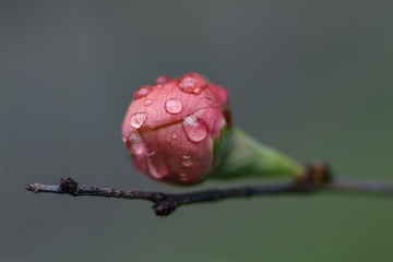 IMG_8484-1