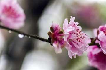 IMG_8796-1