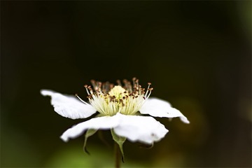 IMG_0809-1