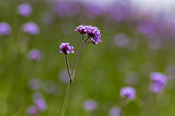 IMG_1245-1