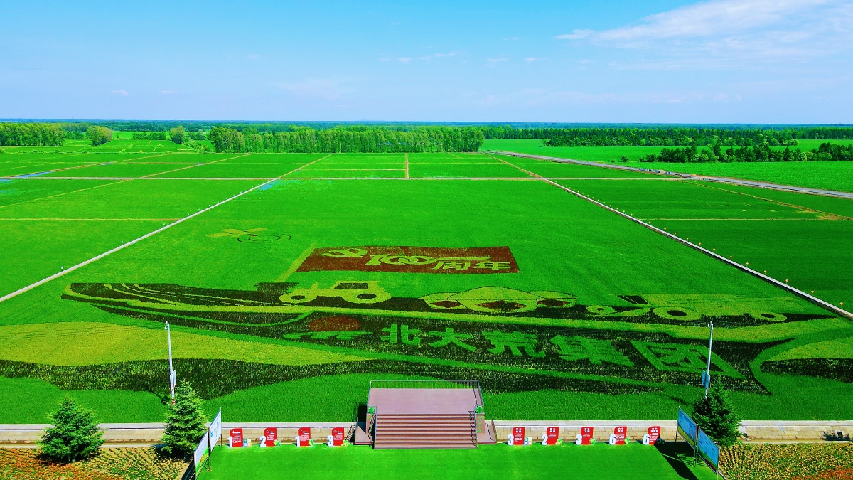 2021年新华农场稻田画