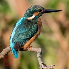 20170125-DSC_6422-5And