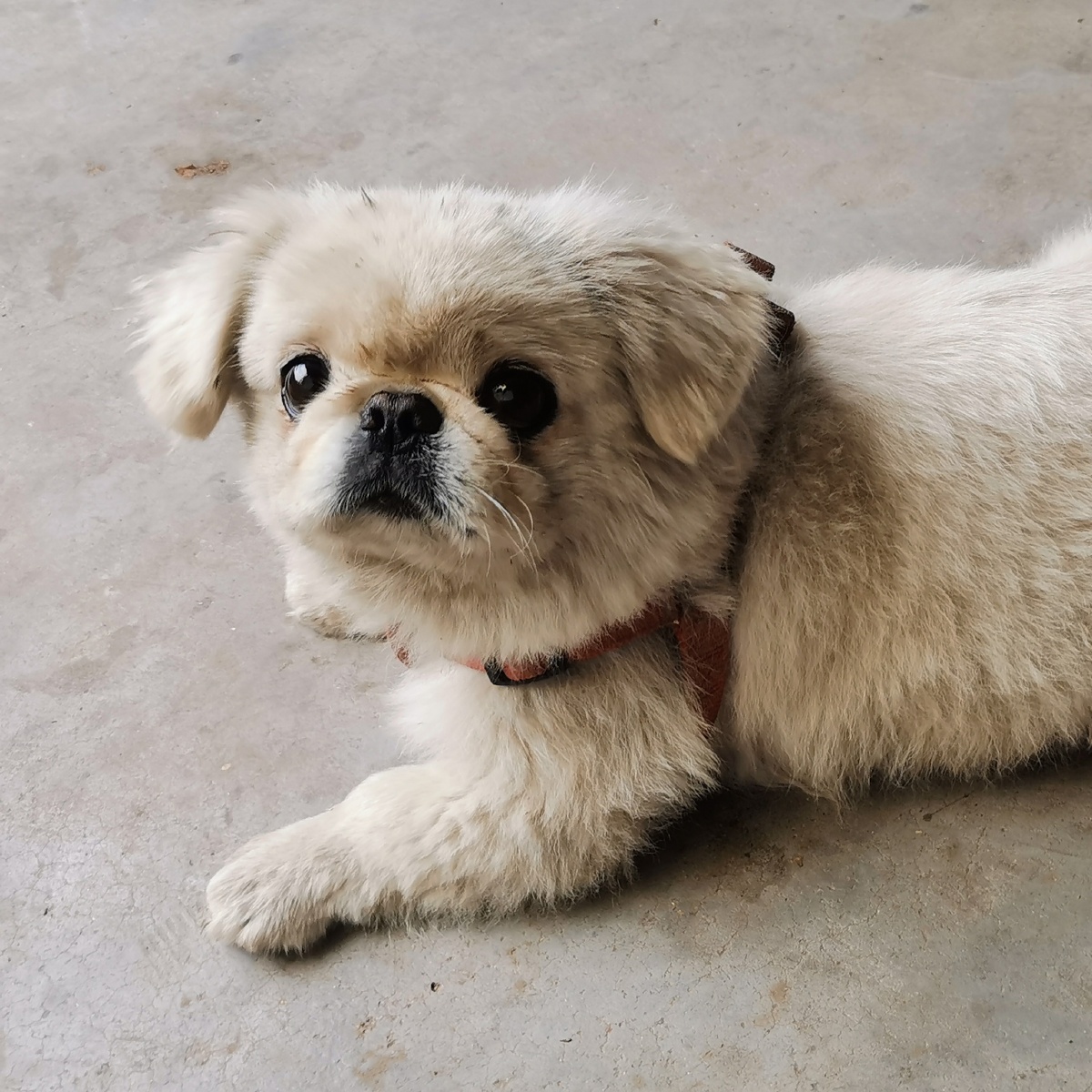 小脏脏vs小白白京巴狗又名北京犬这是咱中华田园犬小声的说这是同一条