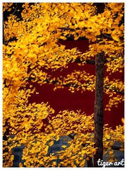 8D36FAF2-AB64-4A89-BA9C-493AE420E260/L0/001