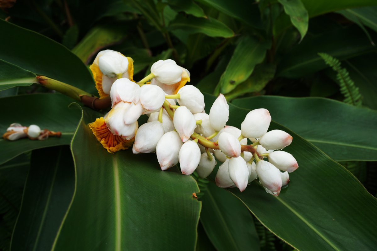 正值白里透红的豆蔻年华,粉嫩且晶莹