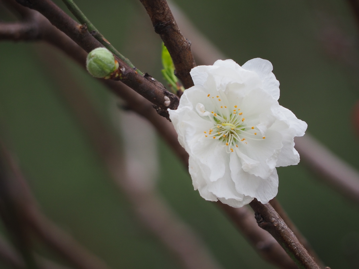 白桃花你最喜欢哪一枝