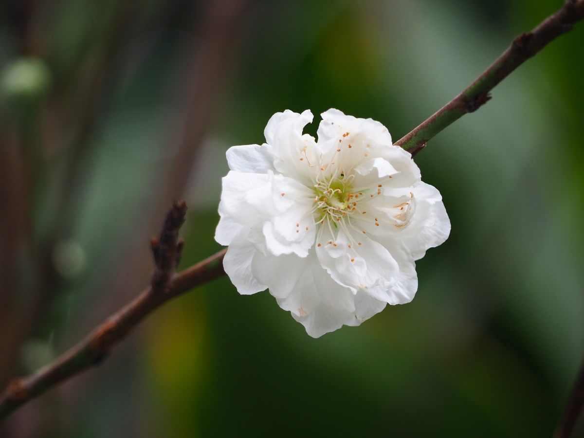 白桃花你最喜欢哪一枝