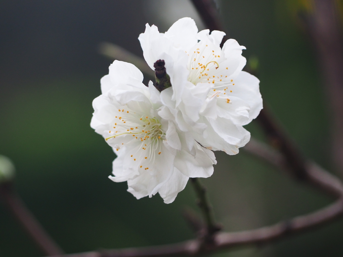 白桃花你最喜欢哪一枝
