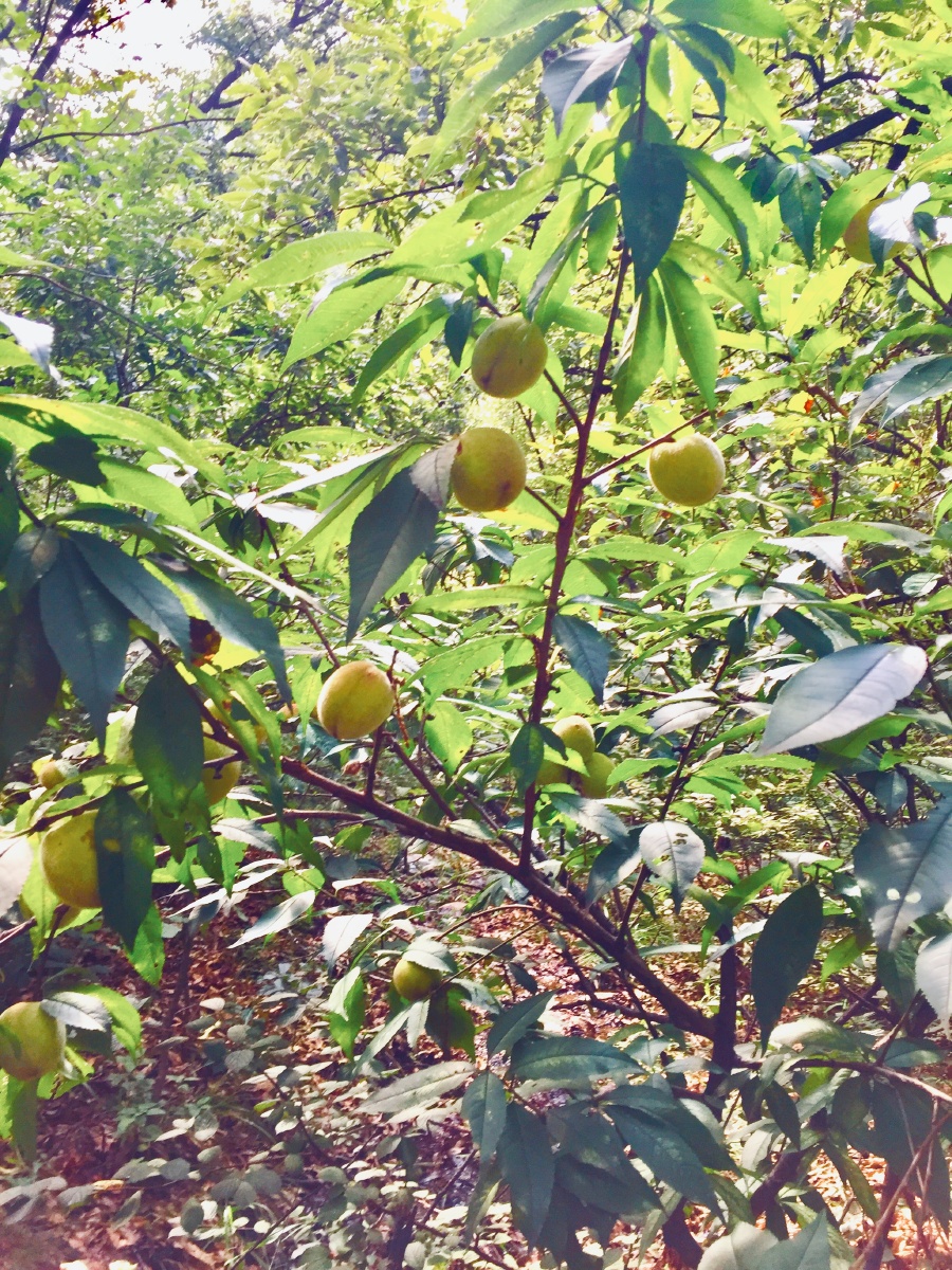 山沟沟里的野桃