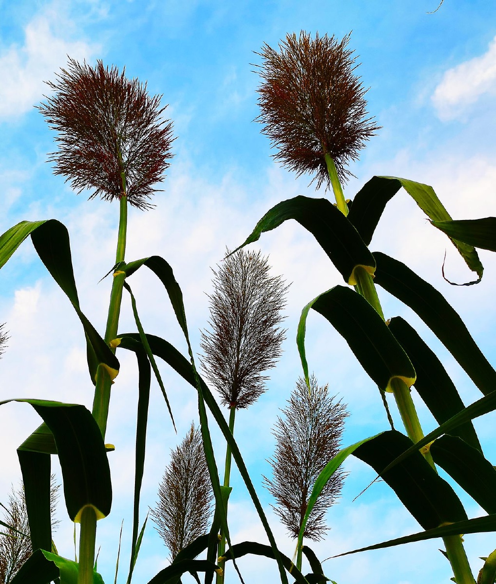 卢竹的美 - 王建成驻马店摄影师 - 图虫