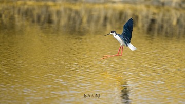 WSL_3649