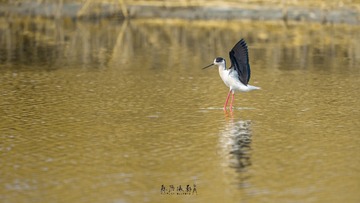 WSL_3448