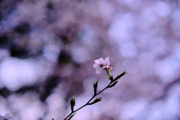 06A4032C-D222-4D36-9D0E-EB4BCE700023/L0/001