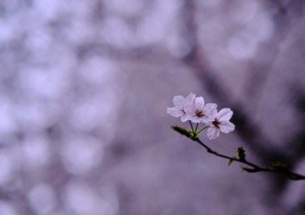 A97F5B05-F37B-4B77-B7E6-CACEBEFAA459/L0/001